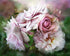 Flowers Bunch & Dragon Fly